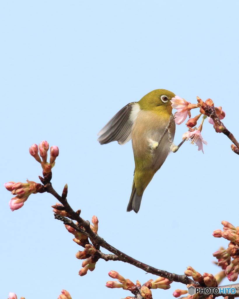 組み写真（２） 食いしん坊のメジロくん