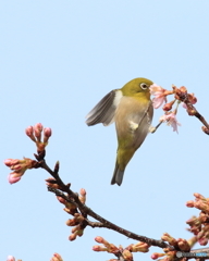 組み写真（２） 食いしん坊のメジロくん