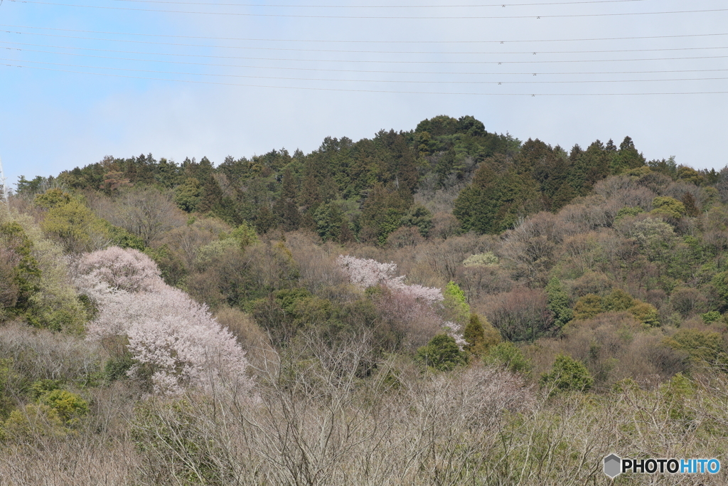 里山の春