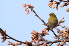 組み写真（５） 食いしん坊のメジロくん