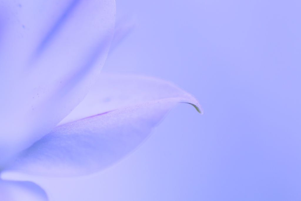ひとひら  ～ Spring Starflower ～
