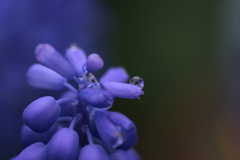 〇しずく〇 on the  Muscari 