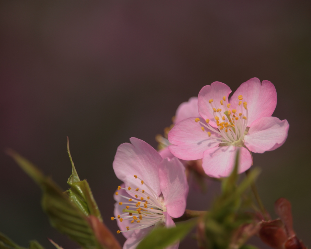 河津桜　～ 春陽をうけて ～