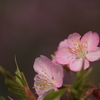 河津桜　～ 春陽をうけて ～