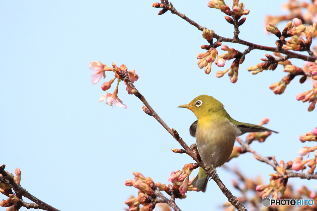組み写真（６） 食いしん坊のメジロくん