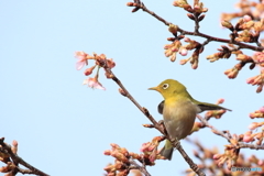 組み写真（６） 食いしん坊のメジロくん