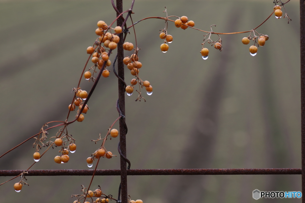 ♪　♪ RAiNy  R h Y t H m　♪　♪