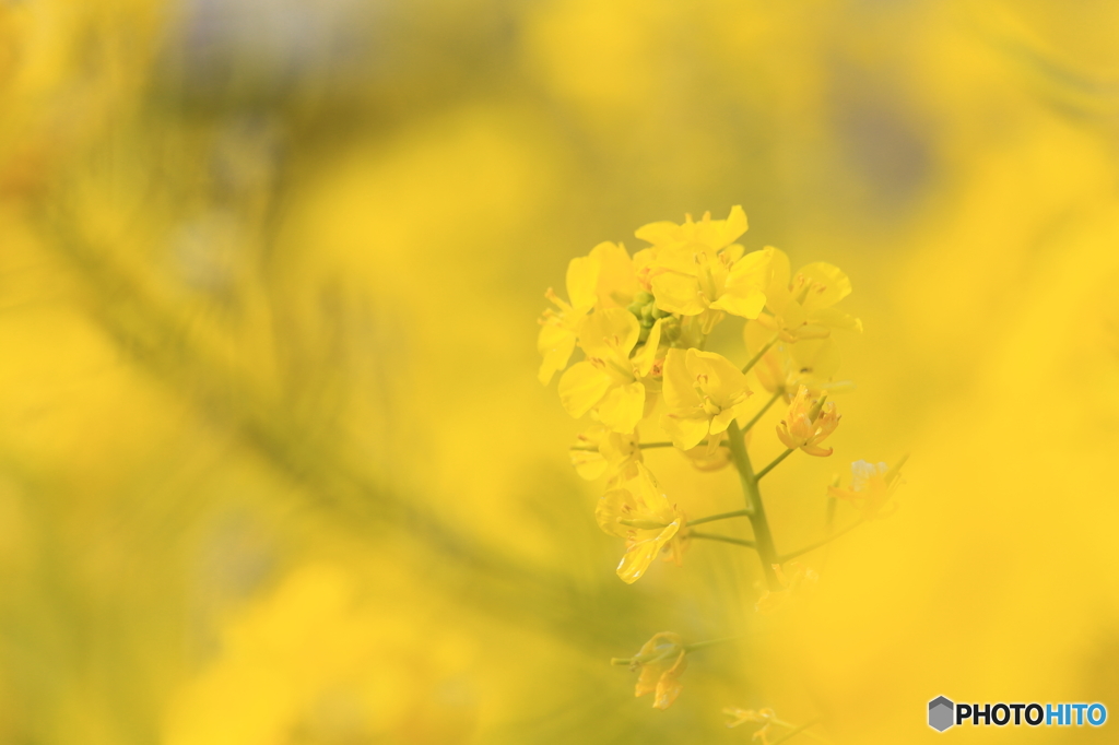 季節は春へ少しずつ　『菜の花』