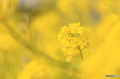 季節は春へ少しずつ　『菜の花』