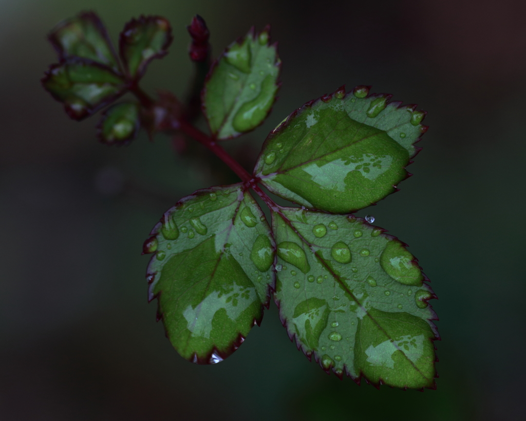 Green Leaf -1