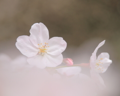 待ちわびた季節 ～ たおやかに咲く ～