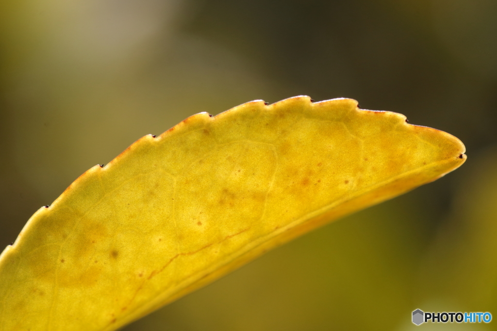 Yellow Leaf  ～ 早春の色を探して ～　【２】