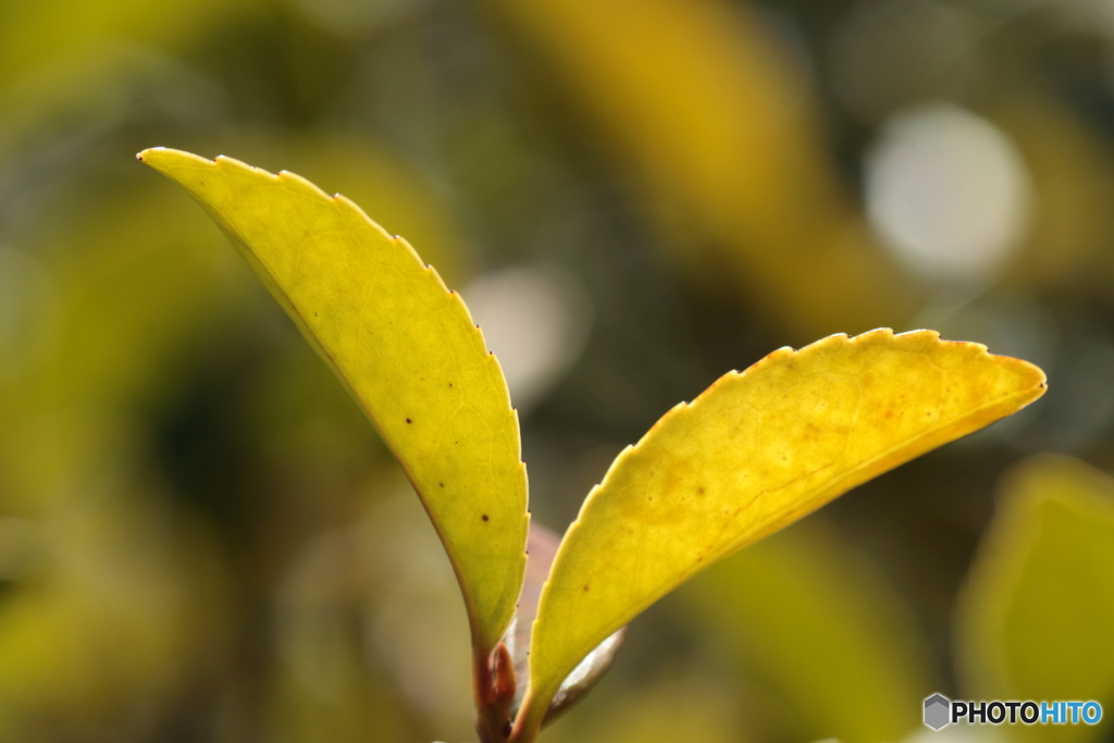Yellow Leaf  ～ 早春の色を探して ～　【1】