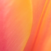 Colors【2】　～ World Peace ～