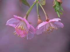 河津桜　～ 春を照らす  ～