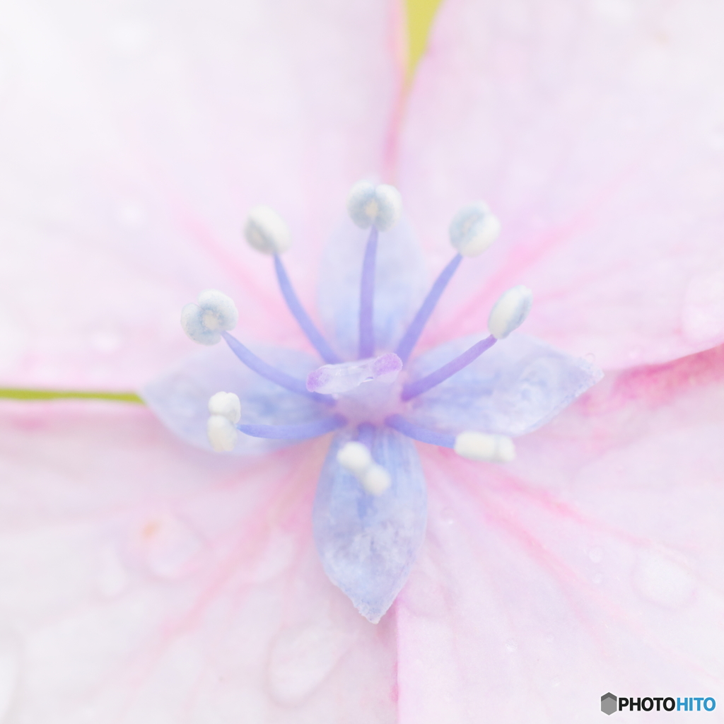 梅雨空の宝石箱