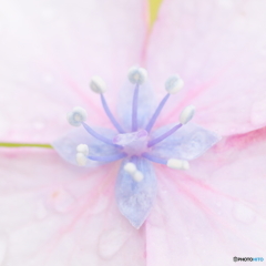 梅雨空の宝石箱