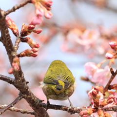 メジロ　～ おしりは語る ～