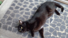 近所の黒ネコ君。