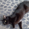 近所の黒ネコ君。