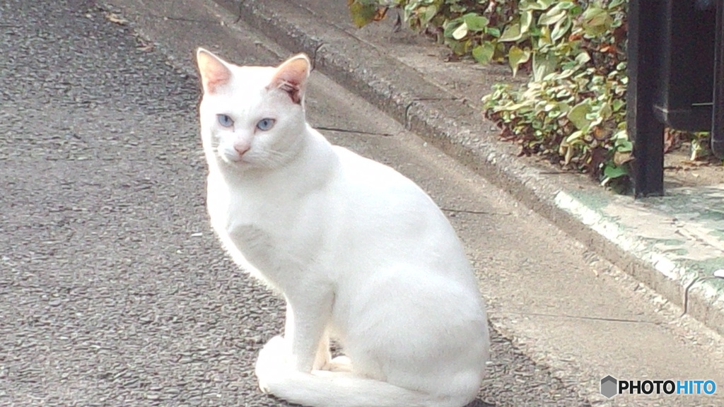 近所の白ネコ。