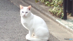 近所の白ネコ。