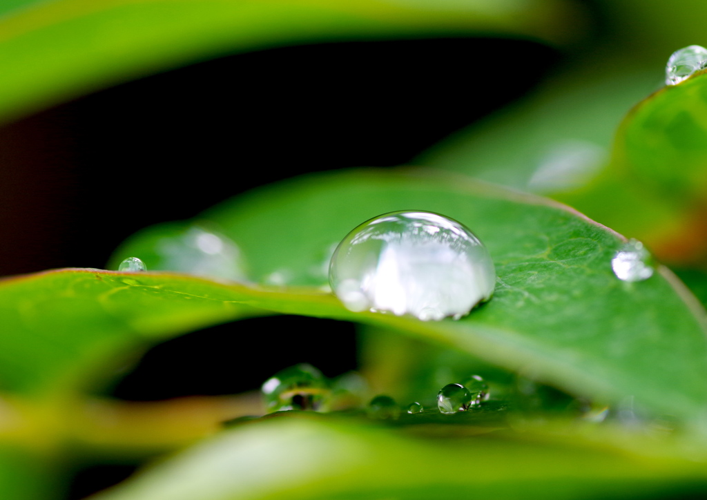 水玉