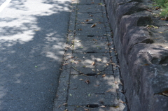 木漏れ日