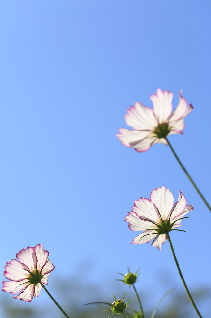 秋桜