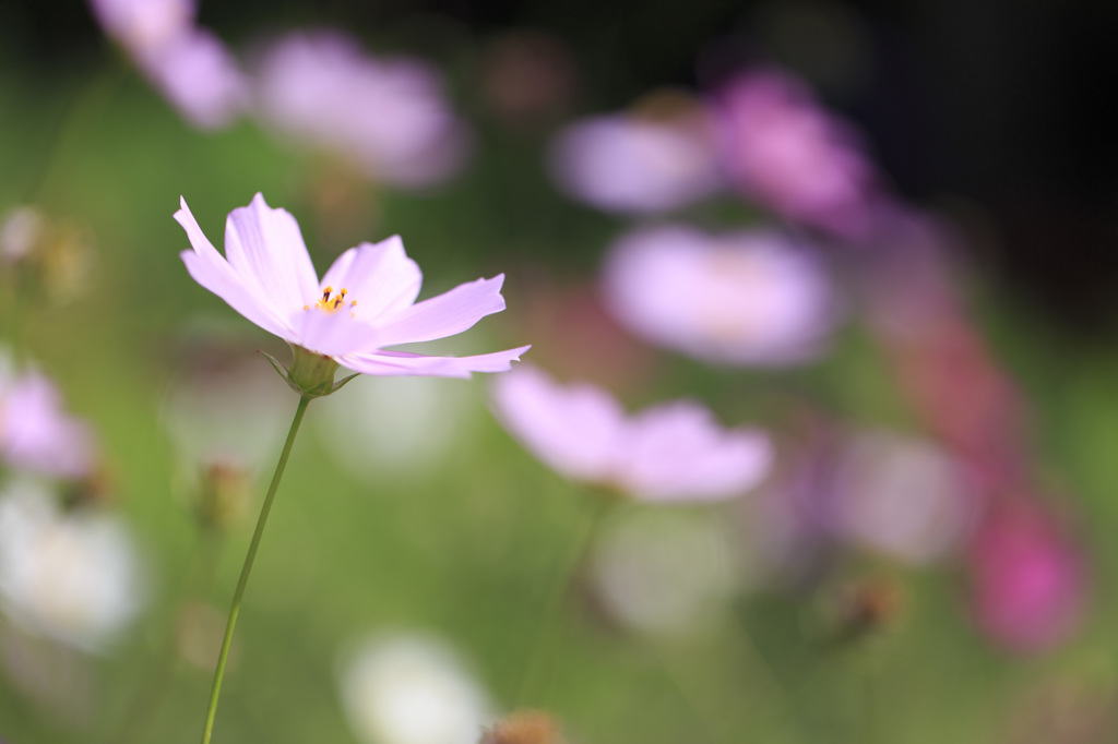 秋桜