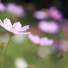 秋桜