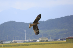 バッタを狙う鳶 その２