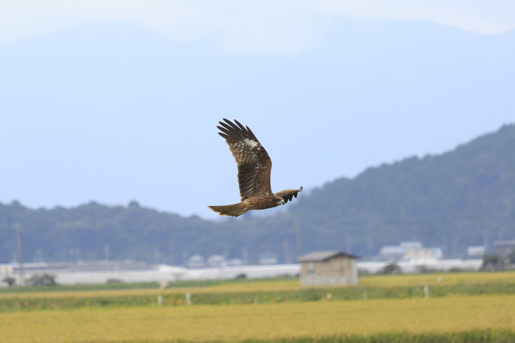 バッタを狙う鳶