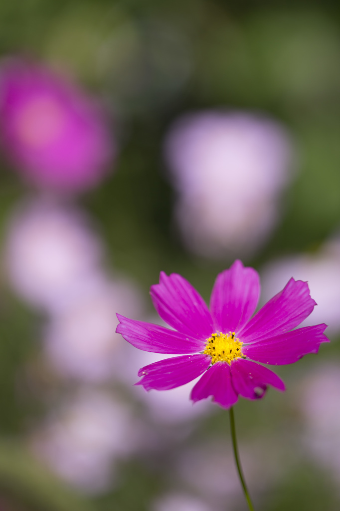 秋桜
