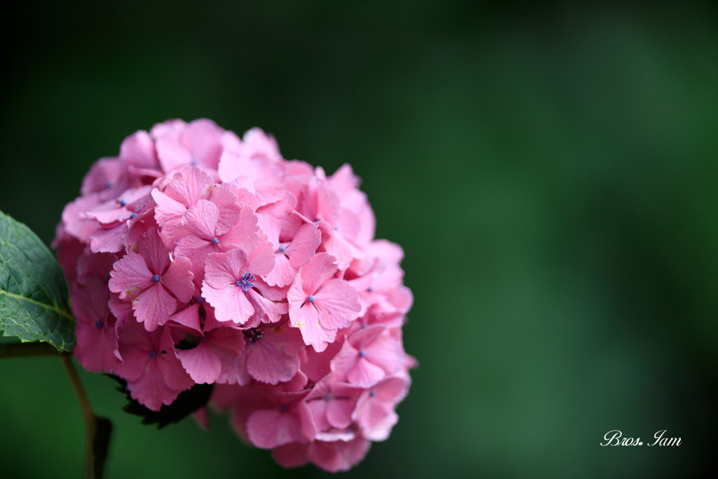 緑に映えるピンクの紫陽花