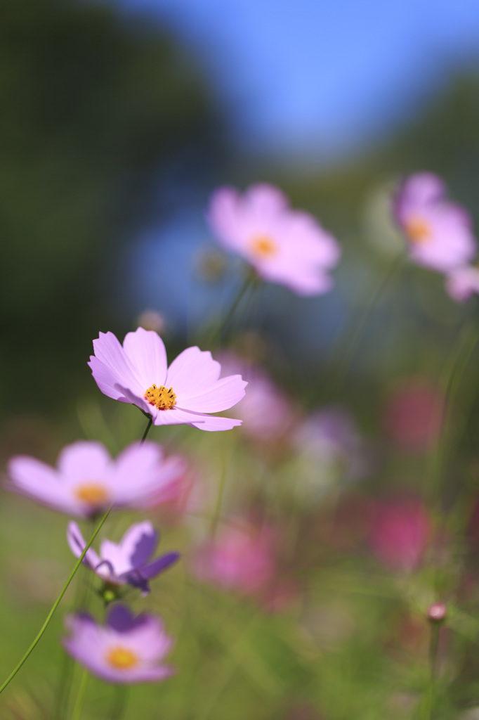 秋桜