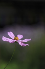 秋桜