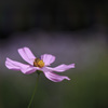 秋桜