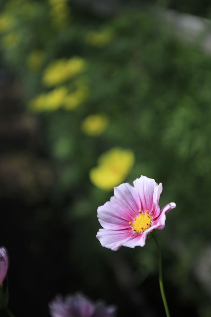 秋桜
