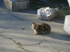 トルコの猫その2