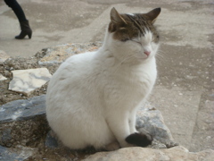 トルコの猫その4