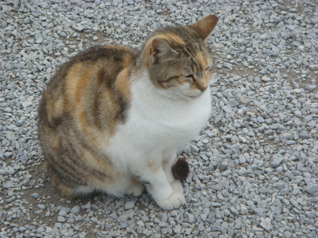 トルコの猫その3