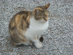 トルコの猫その3