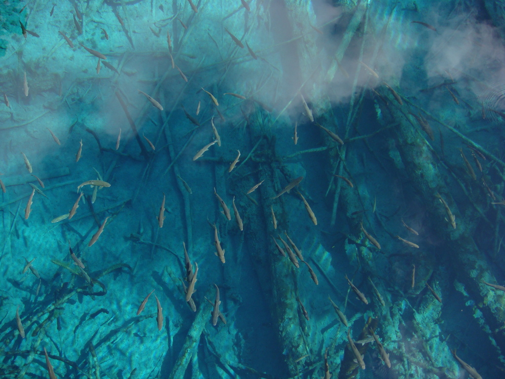 九寨溝で泳ぐ魚たち