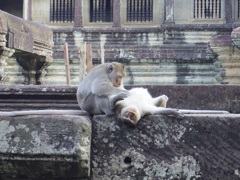 カンボジアの猿