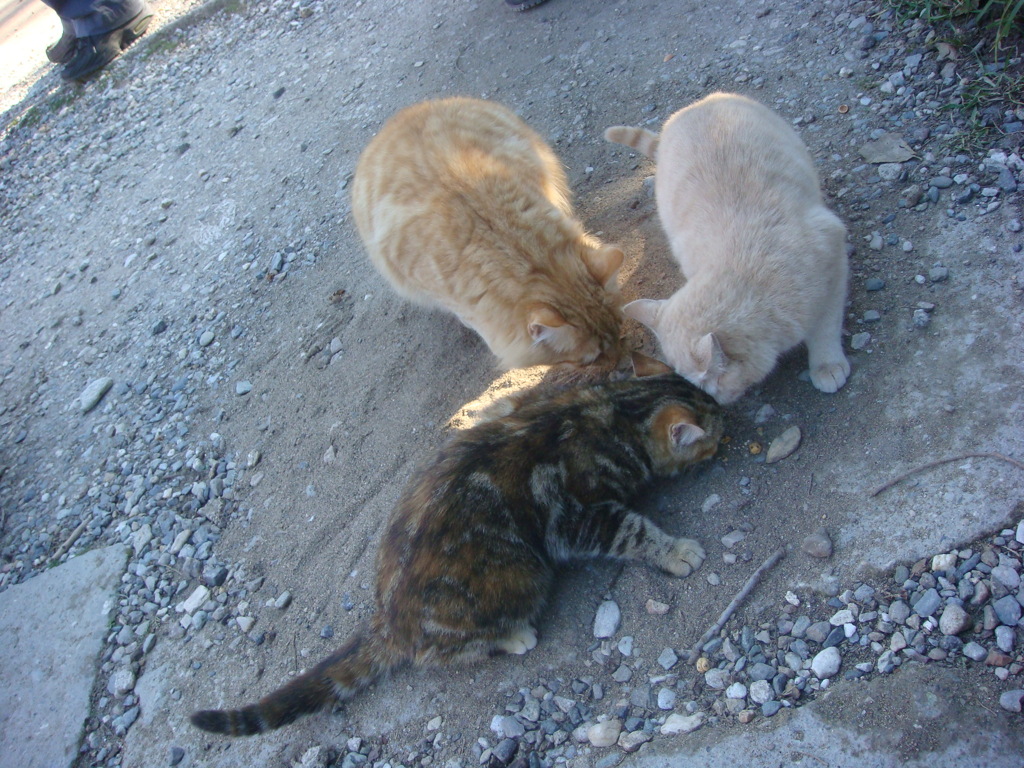 トルコの猫その1