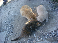 トルコの猫その1