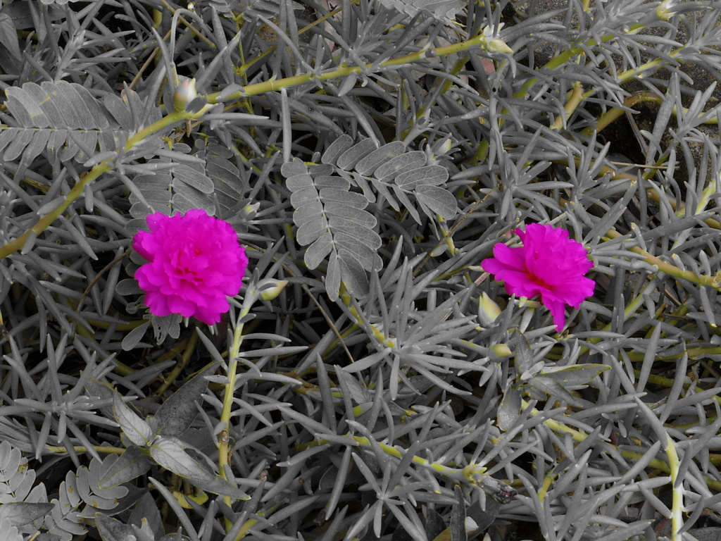 野に咲く花