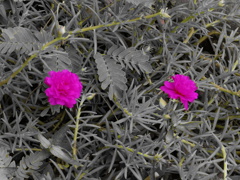 野に咲く花