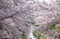 2016年　桜